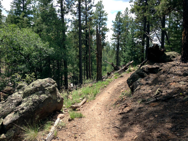 The trail was lined in pine trees as opposed to cactus. 