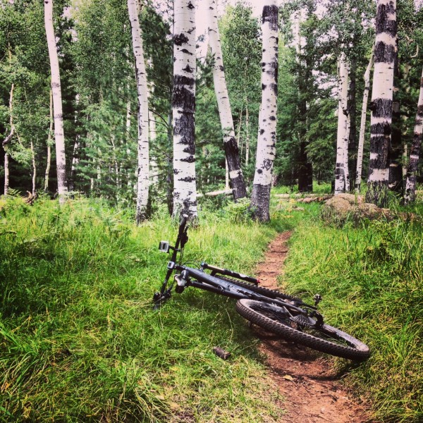 An aspen grove along the Arizona Trail in Flagstaff, Ariz.