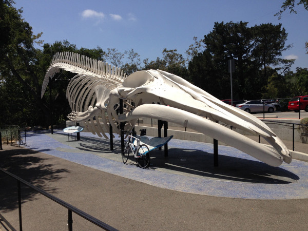 Photo 6: A Whale of a Ride