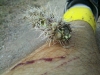 cholla-tickles-493003e285e7b3bc6ddd2a58c58983deaeccca50