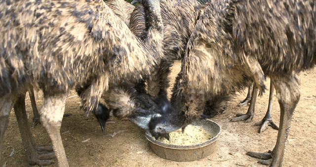 Update: One Emu still on the lam in Tucson Mountain Park